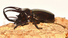 Dreihornkäfer (13).jpg